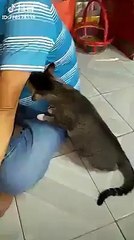 Koltuk altı kokusuna dayanamayan kedi