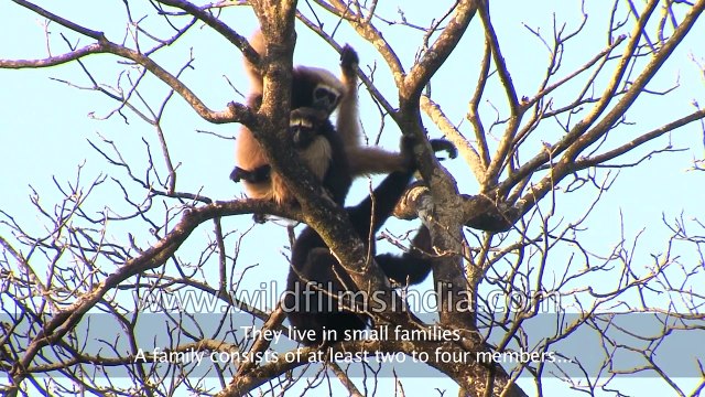 Eastern Hoolock Gibbon the only lesser ape found in India