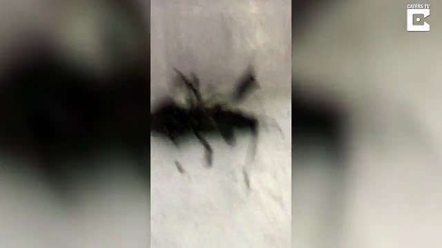 Cette écrevisse attrape une pièce de monnaie en vol !