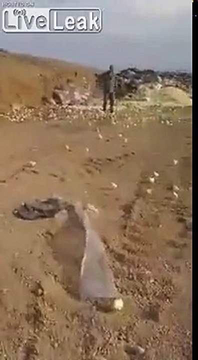 Milliers de poussins.. sortis d'oeufs abandonnés !