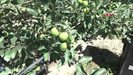 Afyonkarahisar Afyonkarahisar'da Elma Kurduyla Mücadele Hd