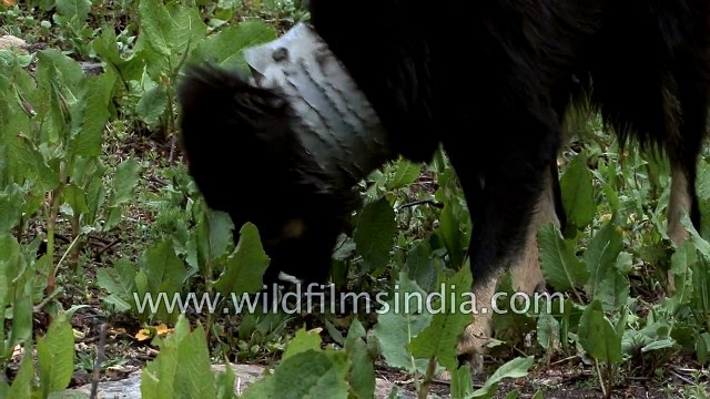 Himalayan sheep dog with metal studded collar to keep leopards away