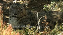 Snow Leopard conservation in Ladakh India