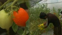 Siliguri farmers Israeli technology से Tomatoes उपजा कर बन रहे हैं लखपति | वनइंडिया हिन्दी