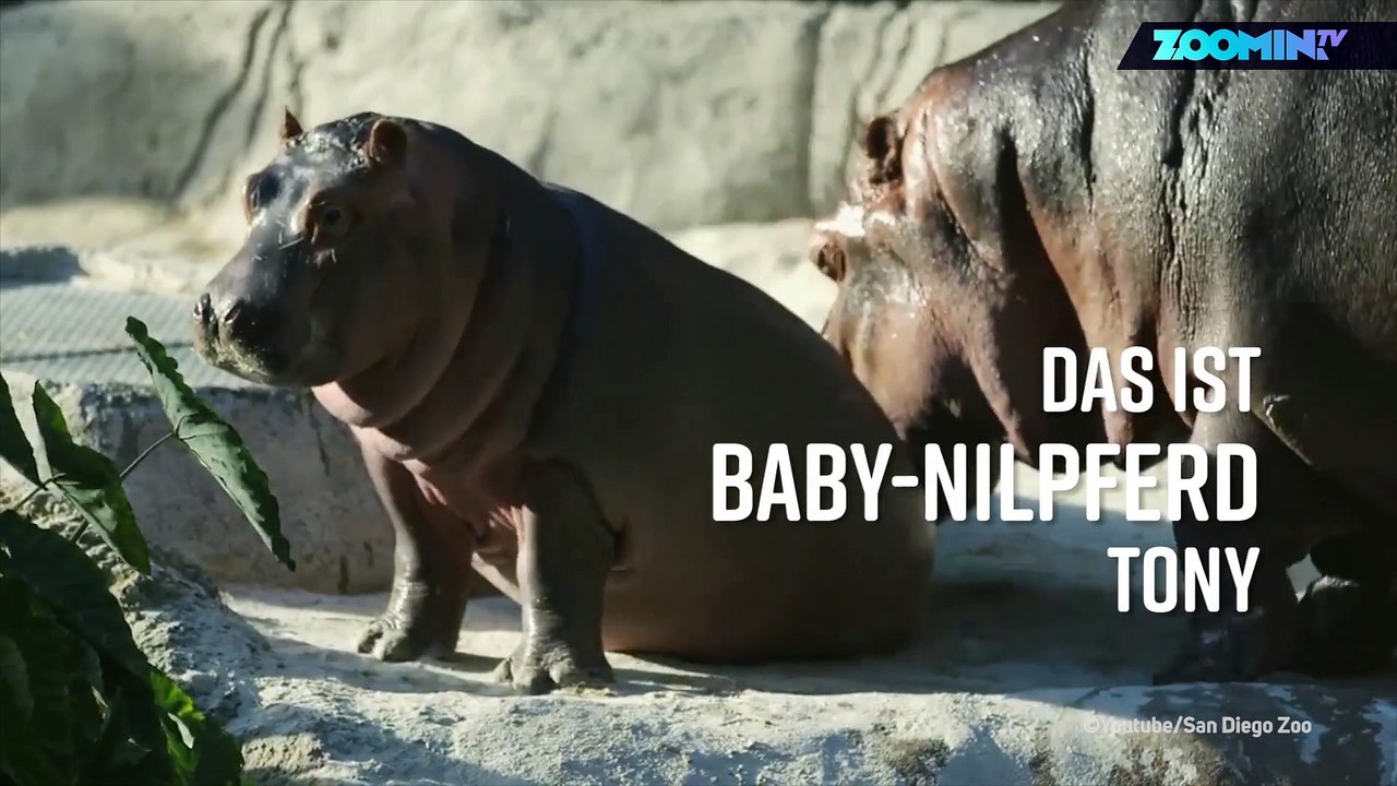 Rundherum süß: Baby-Hippo übt seine Unterwasser-Rolle