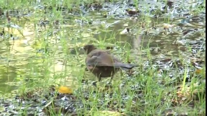 Adana'da Termometreler 48 Dereceyi Gösterdi, Köpekler Göle Girdi