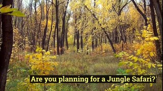 6“Essential” Questions Before Booking a Jungle Safari! | Kings Sanctuary
