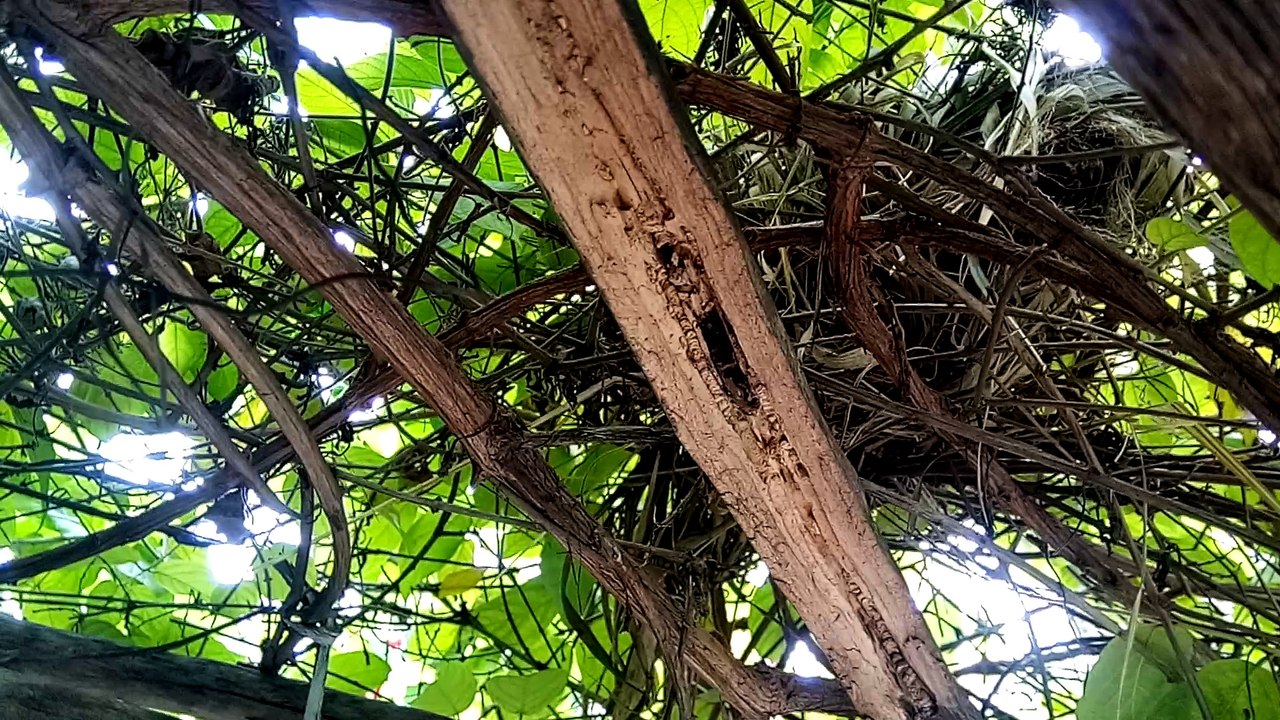 MY BIRD'S NEST