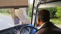 Sri Lanka : Un éléphant gourmand arrache de la nourriture depuis un bus !