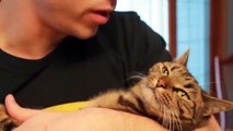 Hilarious reactions to cats being kissed