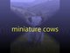 miniature cows