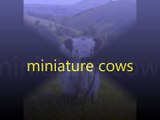 miniature cows