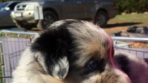 OGH - Frankie Old Blue Eyes - Australian Shepherd Merle Male Puppy for Sale April 2018