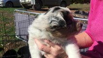 OGH - Grace Merle - Australian Shepherd Merle Female Puppy for Sale April 2018