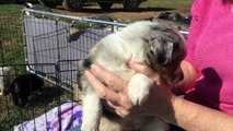 OGH - Kassie Merle Australian Shepherd Merle Female Puppy for Sale April 2018