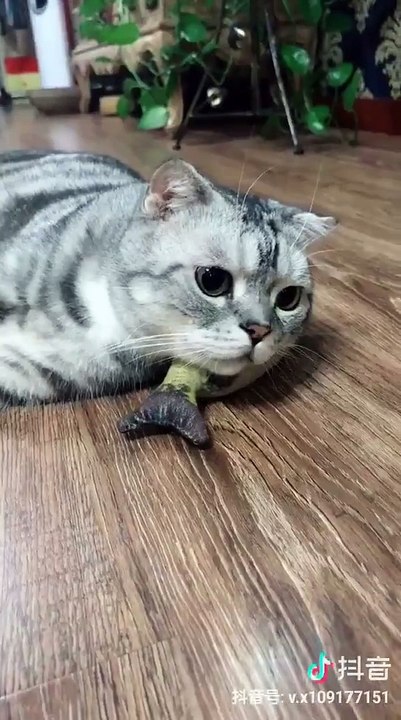 smart cat
