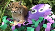 Big Cats Go Under The Sea