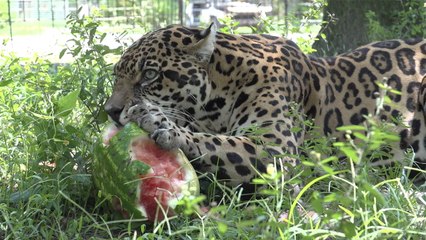 Big Cats VS Melons