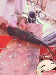 Big fish cleaning to prepare curry