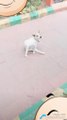 White dog is  doing dance