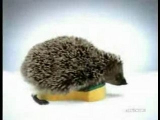Spontex - Porcupine