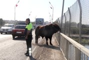 Sahibinin Elinden Kaçan Boğa Trafiği Birbirine Kattı