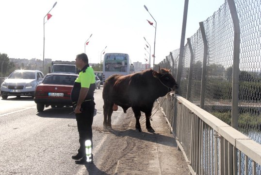 Sahibinin Elinden Kaçan Boğa Trafiği Birbirine Kattı