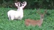 Rare Albino Whitetail Stag Sighted in South Illinois