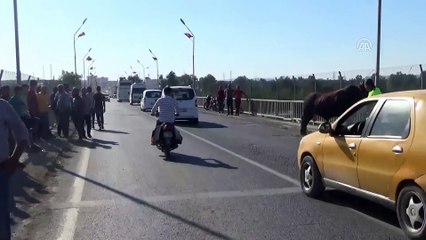 Şanlıurfa'da kaçan boğa zor anlar yaşattı