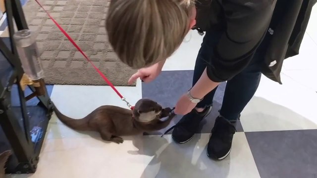 Cette petite loutre ne veut pas lacher le lacet de cette fille