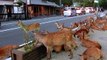 Des centaines de biches envahissent la ville de Nara au Japon