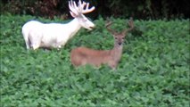 Il filme un cerf albinos très rare dans l'illinois