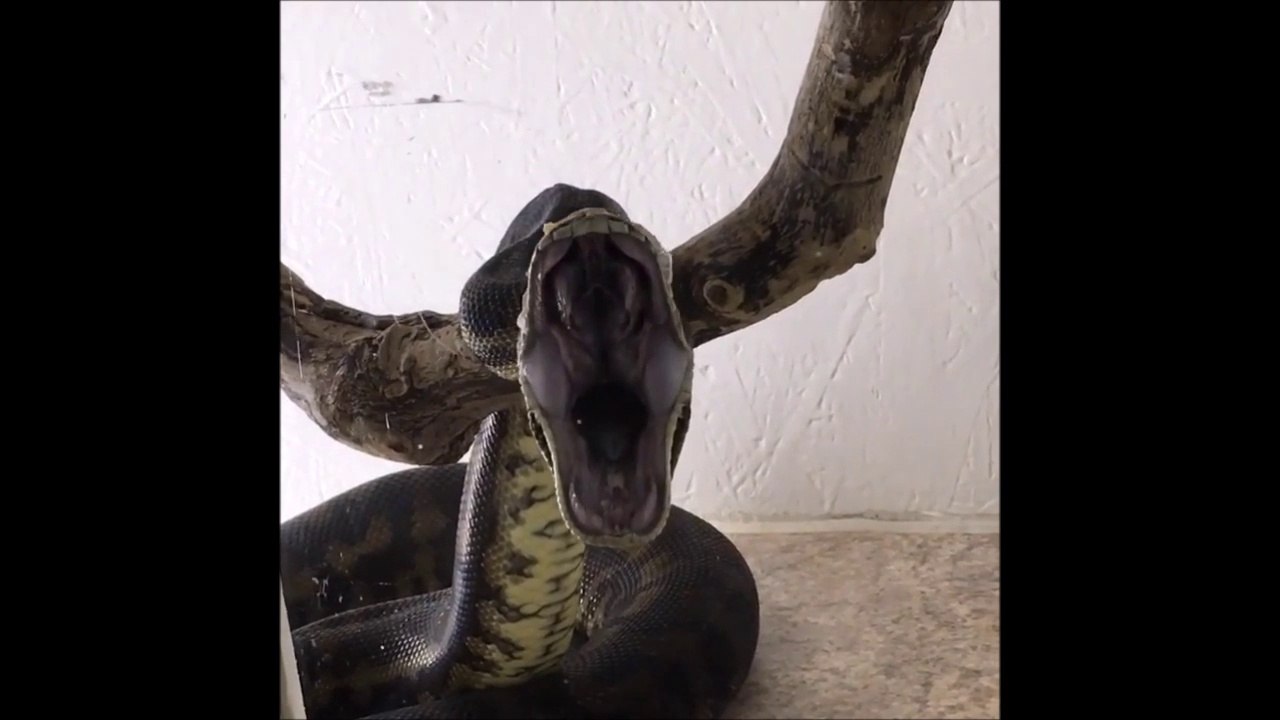 Avez-vous déjà vu un python qui baille...