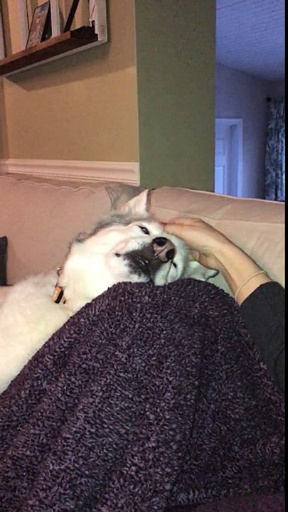 Un tierno Husky muy caprichoso