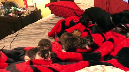 Dulce Dachshund se enamora de unos gatitos recién nacidos en cuanto los ve