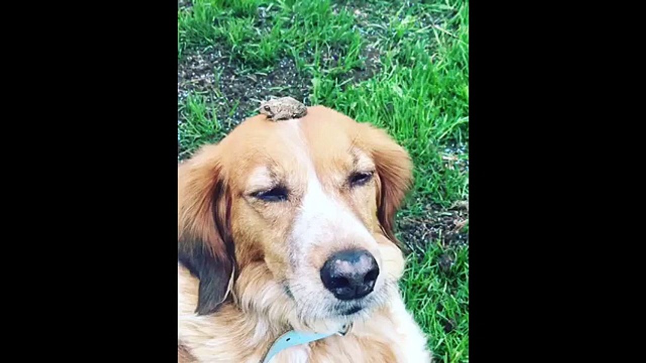 Un perro con un accesorio muy original