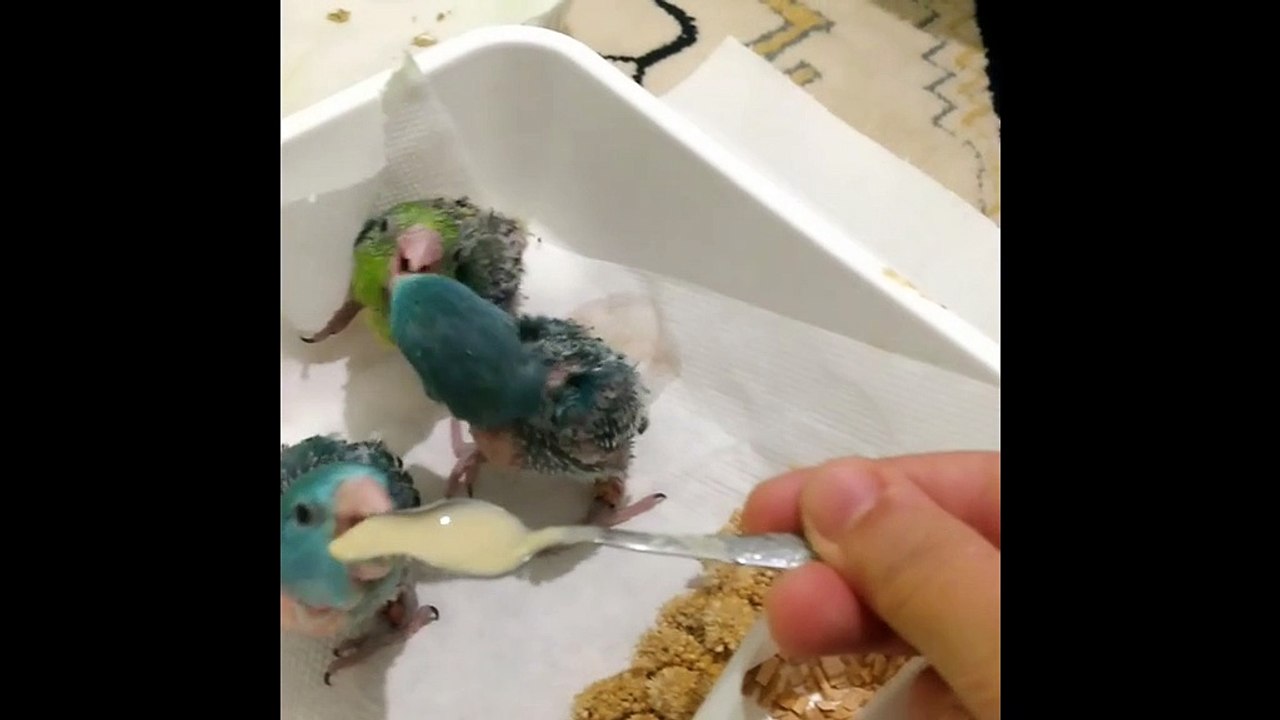 Estos hambrientos loros bebé aprueban la comida de fórmula
