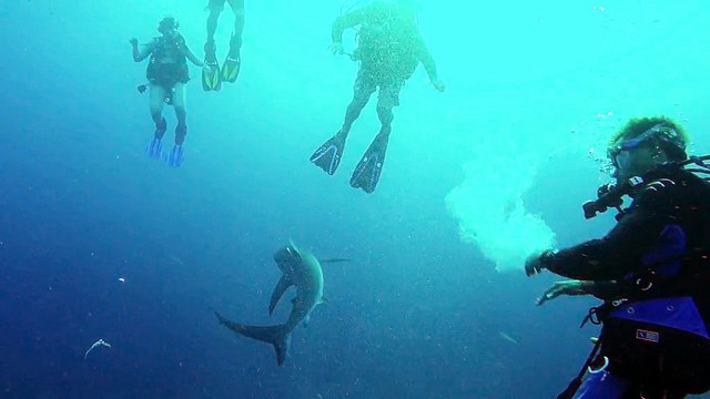 Buzos tienen un inesperado encuentro cercano con hambrientos tiburones
