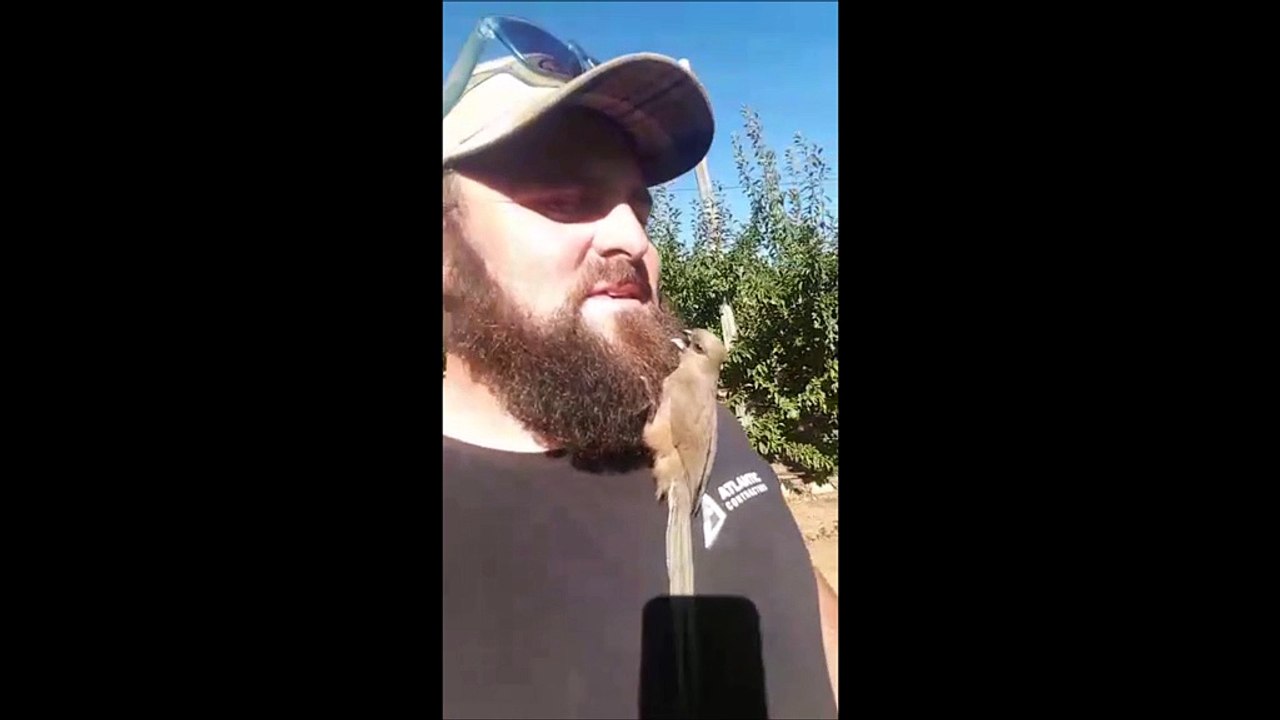 Pájaro confunde la barba de un hombre con su nido