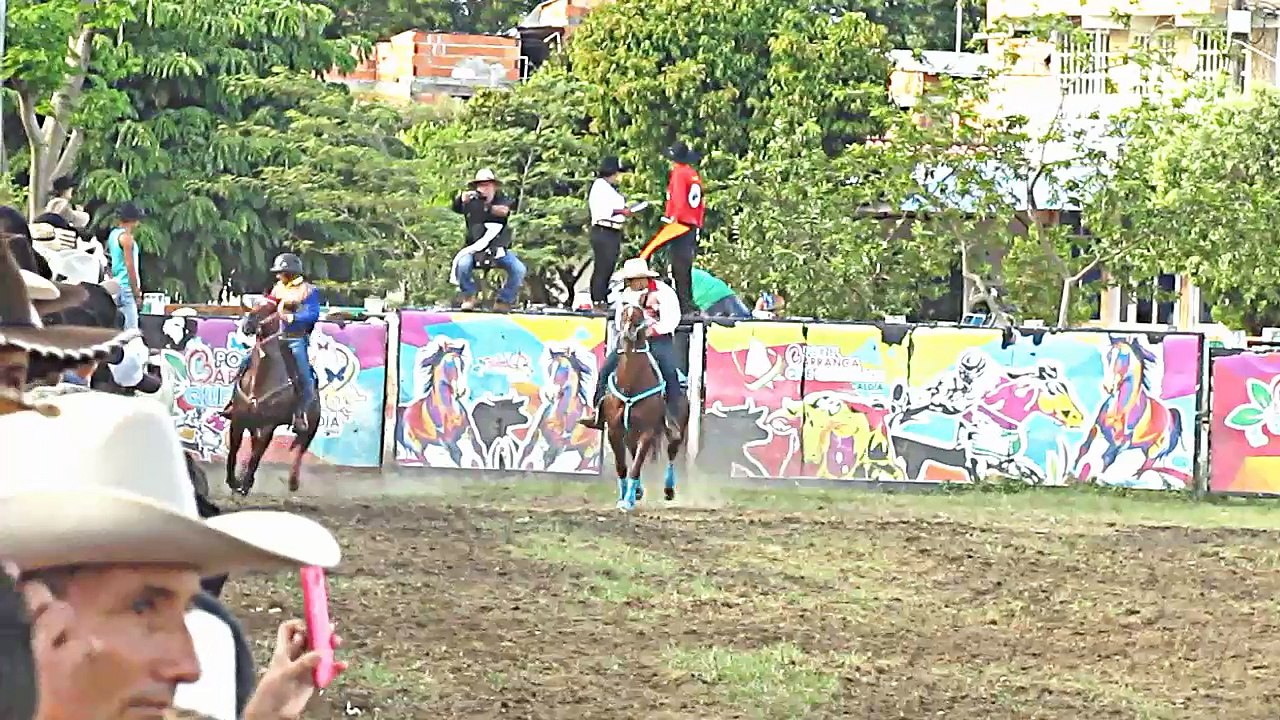 Tigrii de la Colo