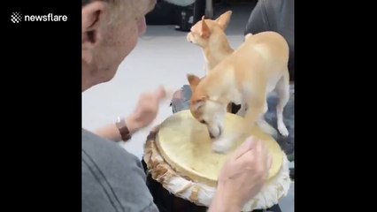 Chihuahua helps percussionist keep the beat on a bongo