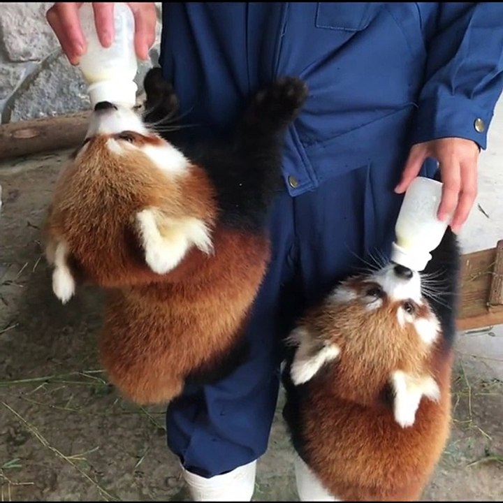 Tierno video de pandas rojos desayunando