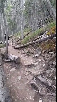 Grizzly Casually Passes By Tourists In The Woods
