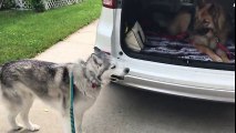 Stubborn Husky Demands To Sit In The Front Seat Of A Car
