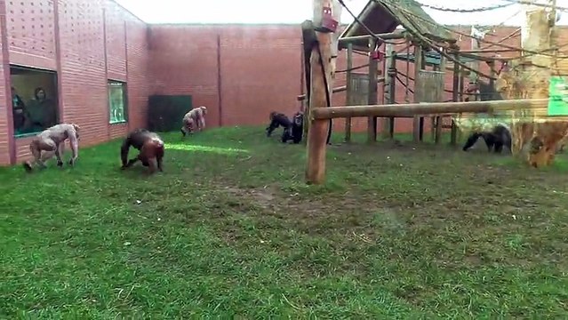 Fighting Hairless Chimpanzees Cause Tense Scene At The Zoo