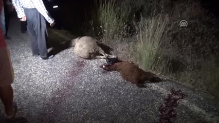 Çoban ve Sürüsüne Otomobil Çarptı