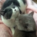 2 cats loving each other& funny cats video & funny kitties
