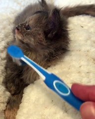 My cat needs some brush of hair after shower & clean up your cat every week