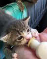 My cat loves to drink milk every day like new baby