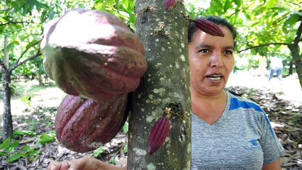 Cacao siembra esperanza en hondureños